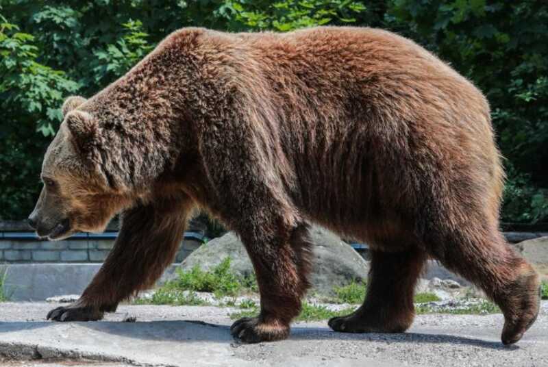В Перми старого медведя ударило током в зоопарке за 7 миллиардов