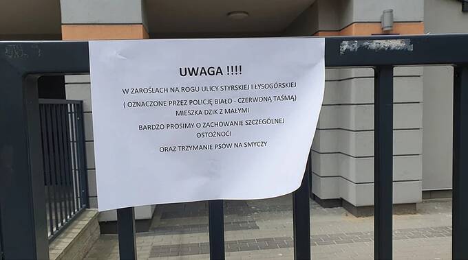 Дикий кабан напал на женщину в Польше: пострадавшую госпитализировали dqdiqztikhixqkmp
